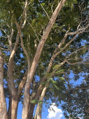 Peltophorum pterocarpum