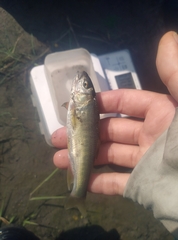 Opsariichthys pachycephalus