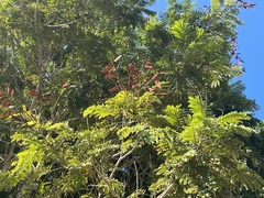 Peltophorum pterocarpum