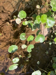Hydrocotyle bonariensis
