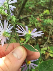 Symphyotrichum anomalum