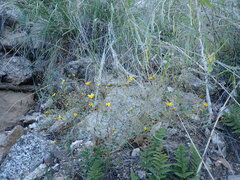 Pectis filipes subnuda