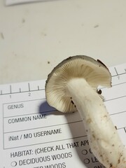 Russula redolens