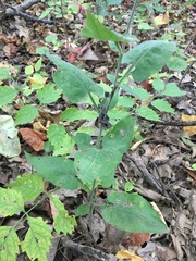 Symphyotrichum anomalum