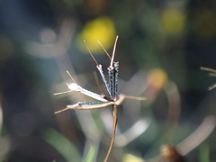 Pectis filipes subnuda