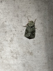 Lacinipolia implicata