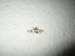 Leucinodes orbonalis