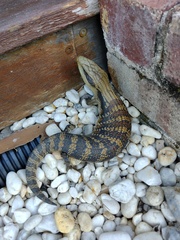 Tiliqua scincoides
