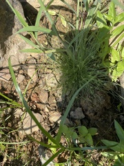 Fimbristylis vahlii
