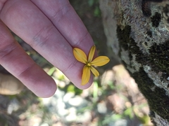 Echeandia flavescens