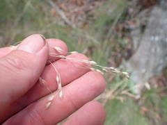 Piptochaetium fimbriatum