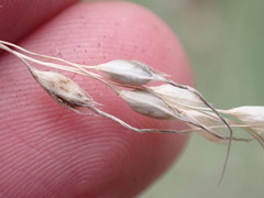 Piptochaetium fimbriatum