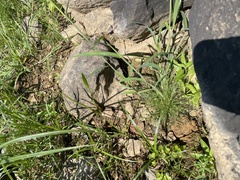 Fimbristylis vahlii
