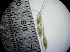 Piptochaetium fimbriatum