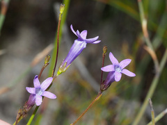 Siphocodon spartioides