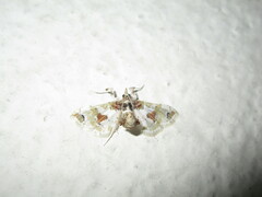 Leucinodes orbonalis