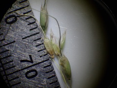 Piptochaetium fimbriatum