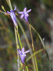 Siphocodon spartioides