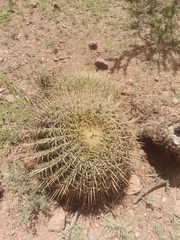 Ferocactus histrix