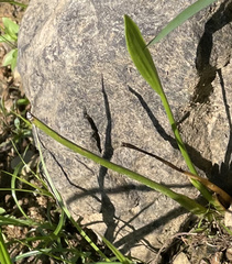Sagittaria platyphylla