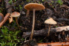 Deconica