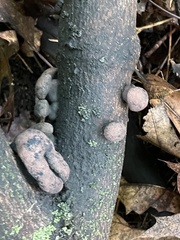 Daldinia childiae