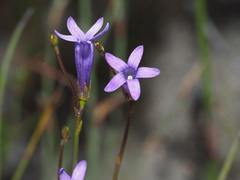 Siphocodon spartioides