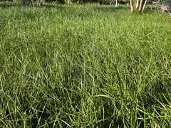 Zephyranthes candida