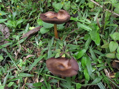 Psilocybe caerulescens