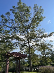 Spathodea campanulata