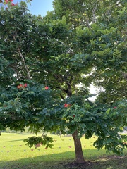 Spathodea campanulata