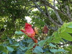 Spathodea campanulata