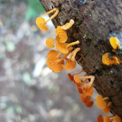 Favolaschia claudopus