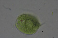 Phacus orbicularis