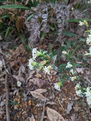 Pimelea linifolia