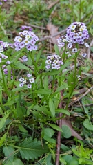 Lobularia