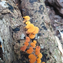 Favolaschia claudopus