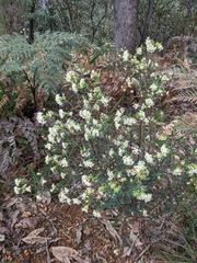 Pimelea linifolia
