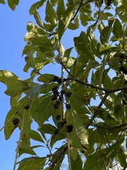 Barringtonia acutangula