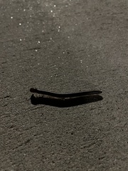 Parajulidae
