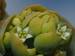 Thesium euphorbioides