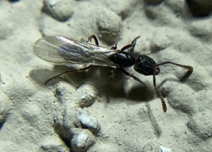 Hypoponera