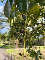 Barringtonia acutangula