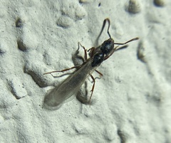 Hypoponera