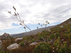 Thesium euphorbioides