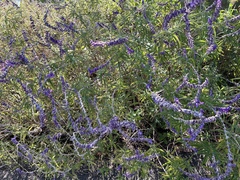 Salvia leucantha