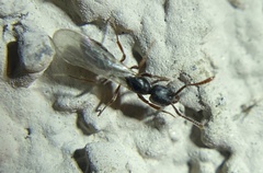 Hypoponera