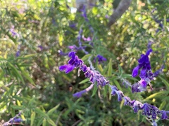 Salvia leucantha