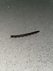Parajulidae