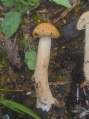 Agrocybe praecox
